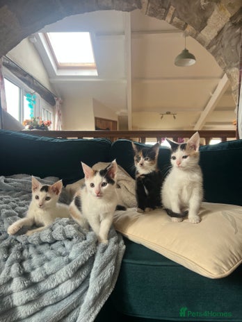 Mixed Breed cats - Advert 14
