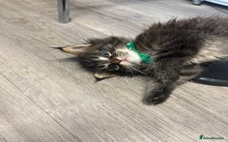 Maine Coon cats for sale: 🐾🐈‍⬛10 week old Maine coon kittens🐈‍⬛🐾 - Image 15