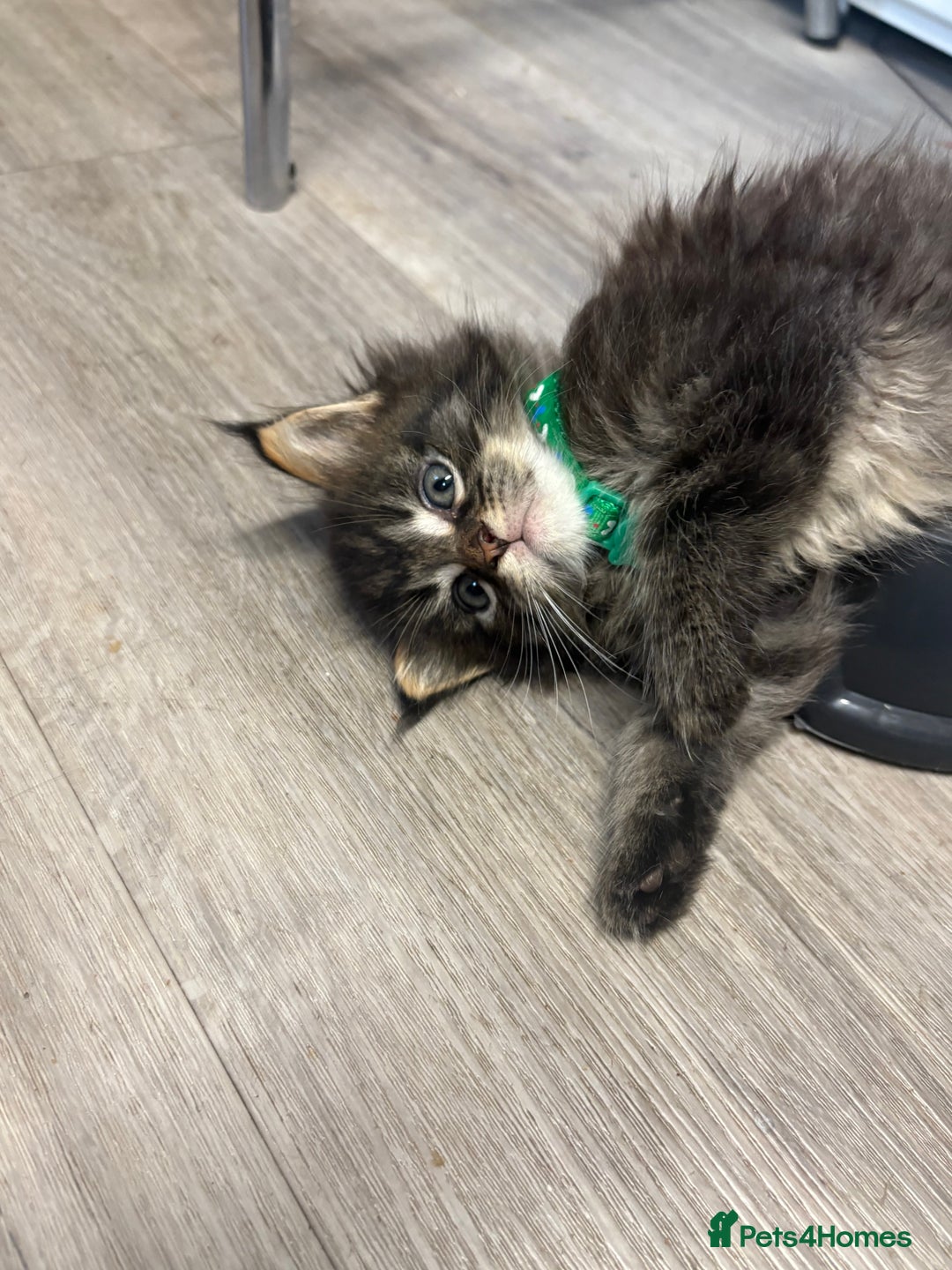 Maine Coon cats for sale: 🐾🐈‍⬛10 week old Maine coon kittens🐈‍⬛🐾 - Image 15