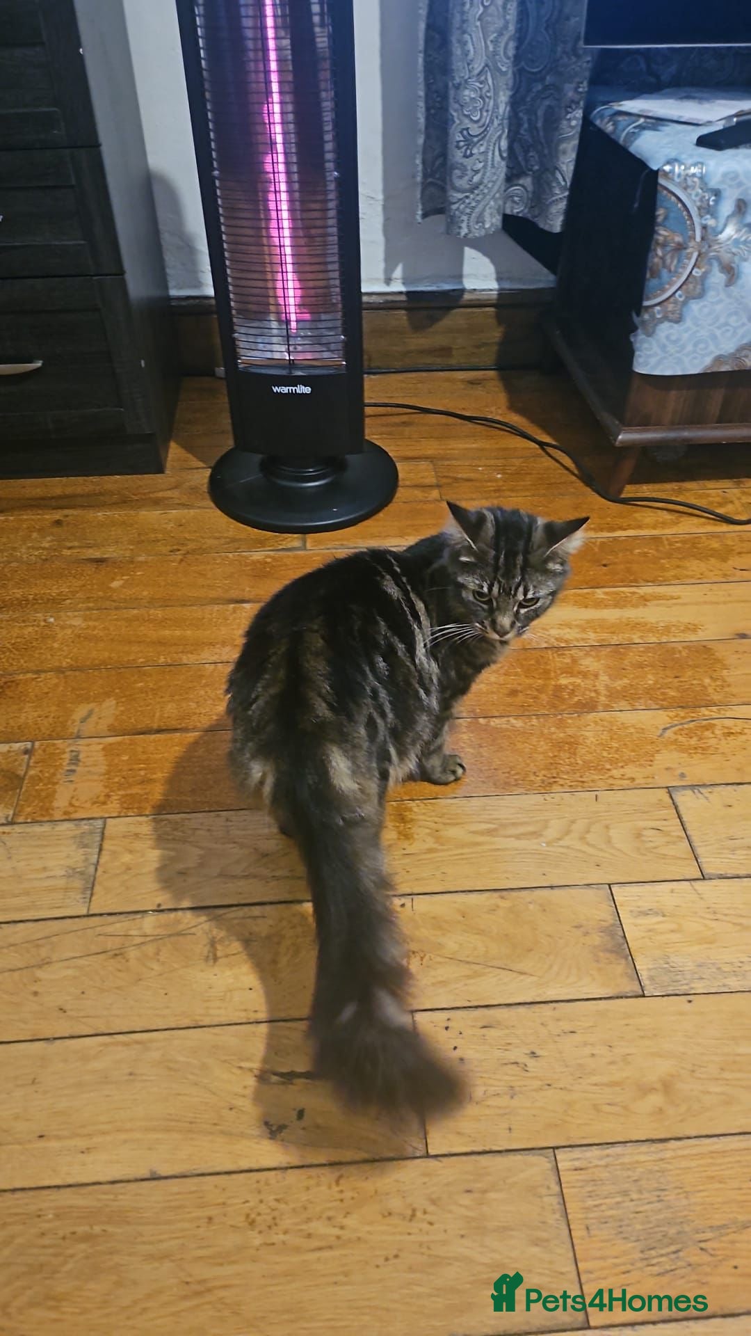 Mixed Breed cats for sale: Cute fluffy smoke grey kitten - Advert 2