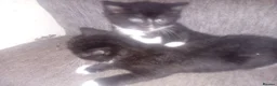 Persian cats for sale: 2 half Persian Kittens. Black and black & White. - Advert 8