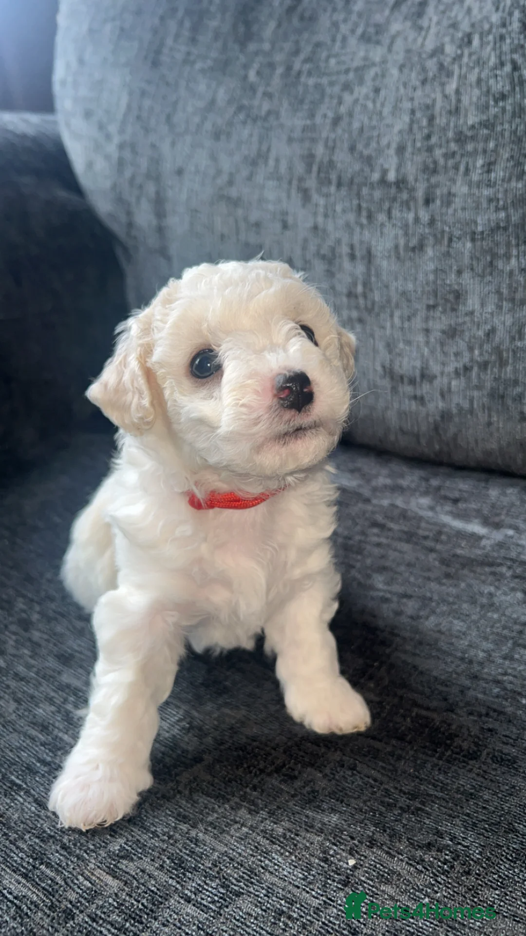 Bichon Frise dogs for sale: Bichon frise - Advert 2