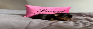 Yorkshire Terrier 4