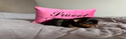 Yorkshire Terrier dogs for sale: Beautiful Yorkshire Terrier Puppies KC reg. - Advert 11