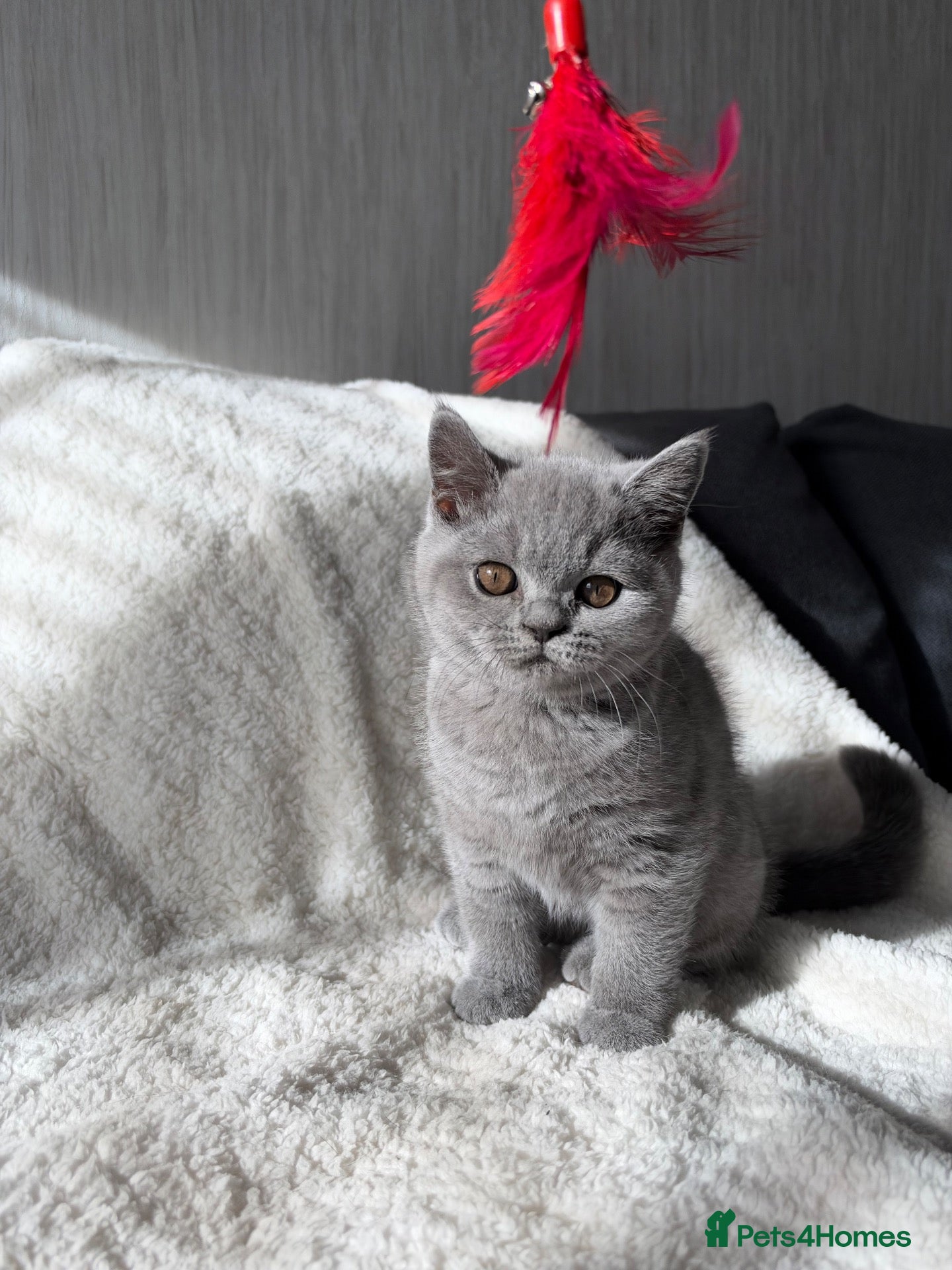 British Shorthair cats TWO ACTIVE GIRL AVAILABLE GCCF BSH  - Advert 1