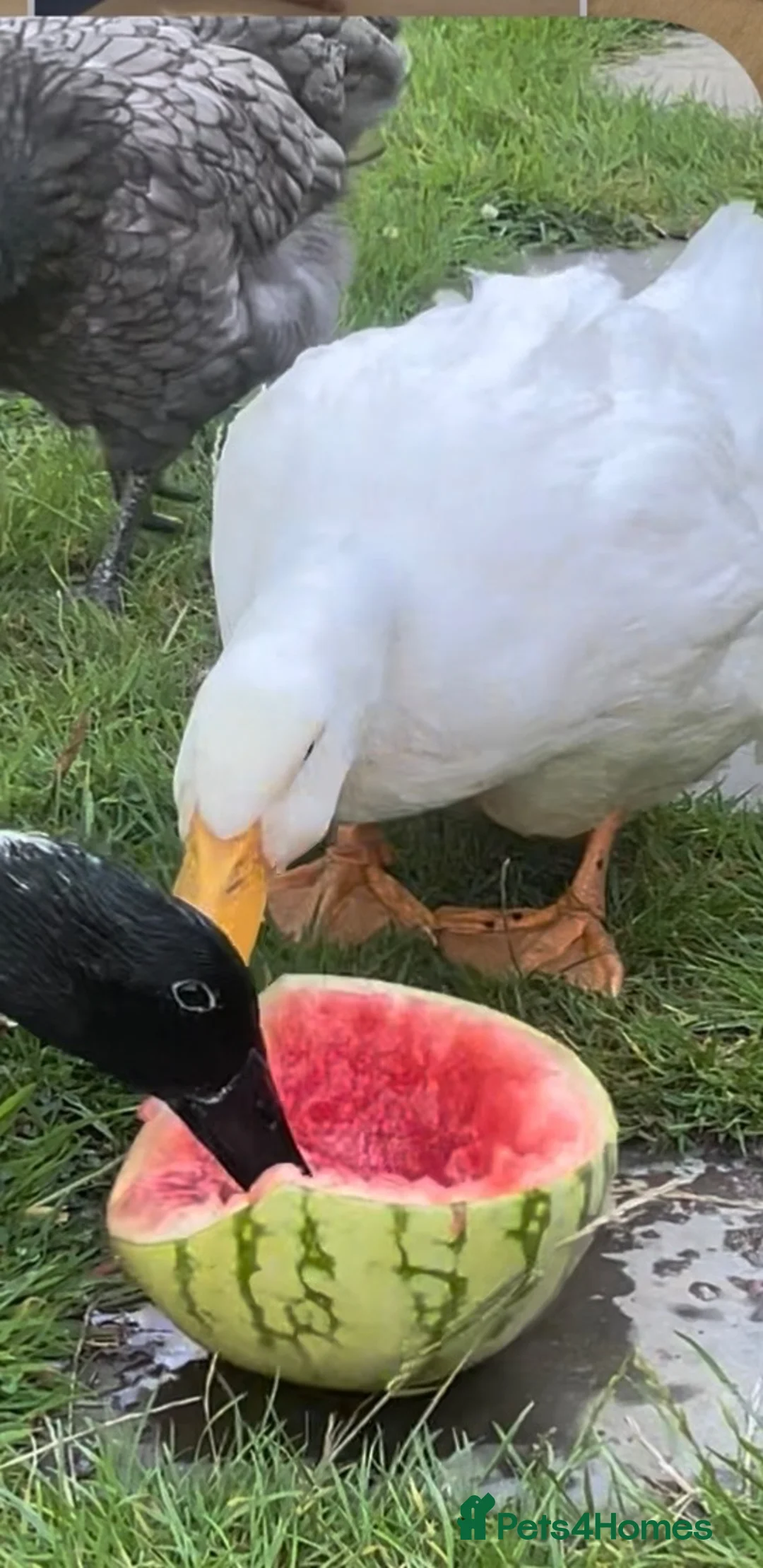 Ducks poultry for sale: Lonely duck  in Newhaven - Advert 2