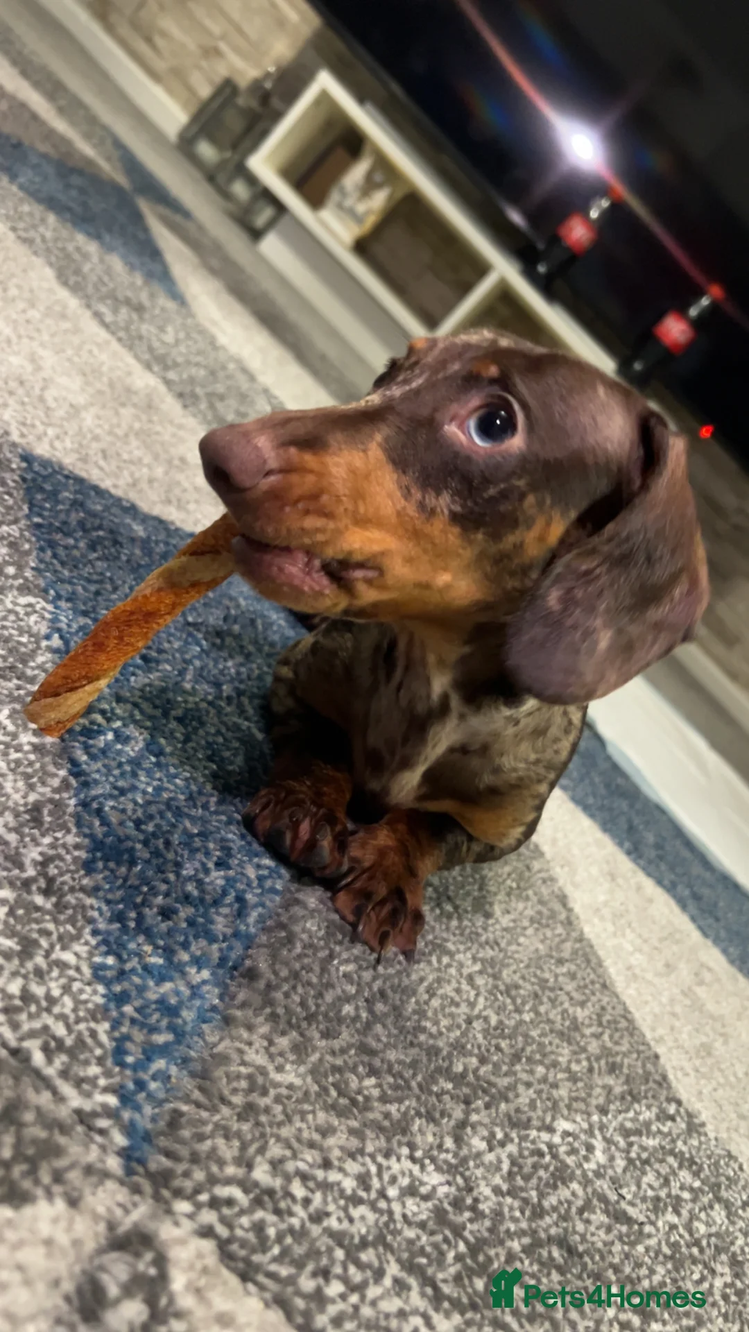 Miniature Dachshund dogs for sale: Bambi - Advert 5