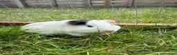 Guinea Pig rodents for sale: Baby Guinea pigs! - Advert 7