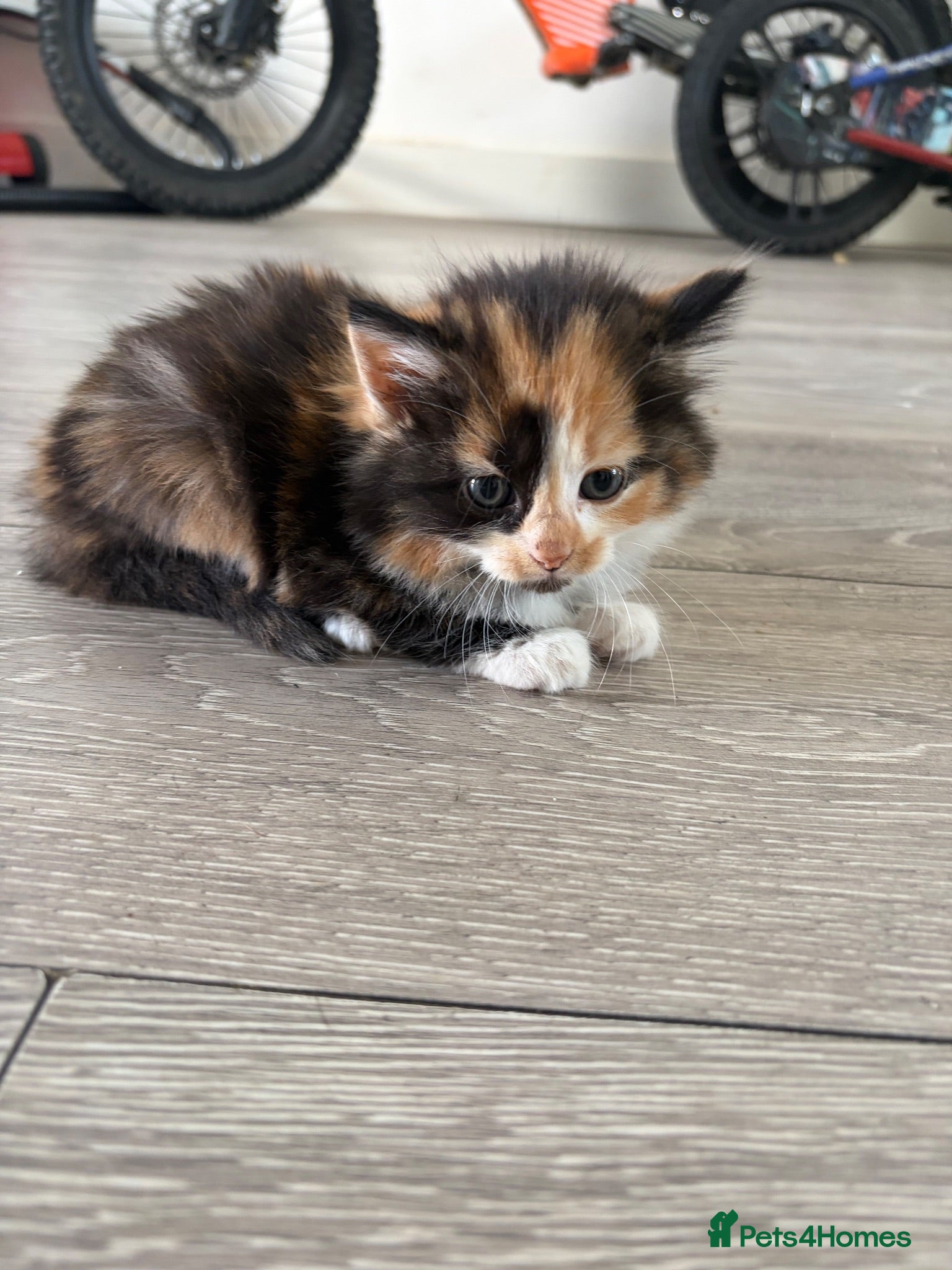 Mixed Breed cats Beautiful Tabby Cross Ragdoll Kittens  - Advert 2