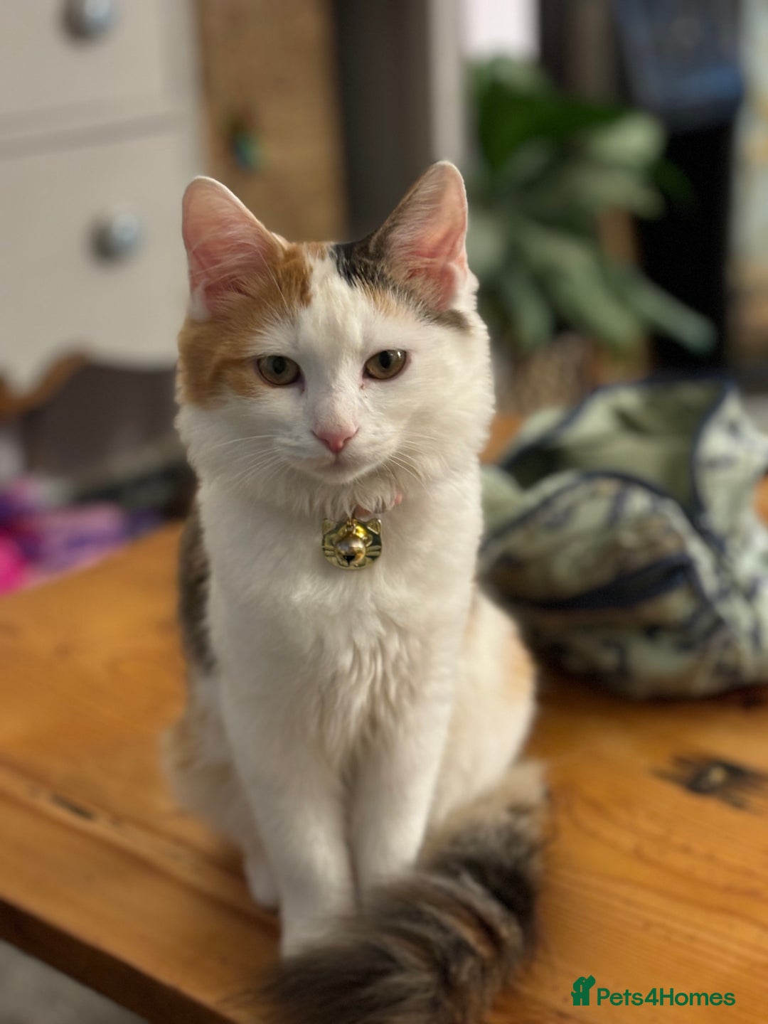 Mixed Breed cats for sale: 5 x gorgeous mixed kittens (4 left) - Image 24