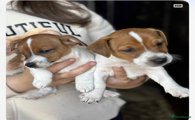 Jack Russell dogs - Advert 11