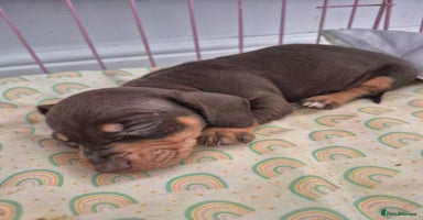 Dachshund dogs - Advert 4