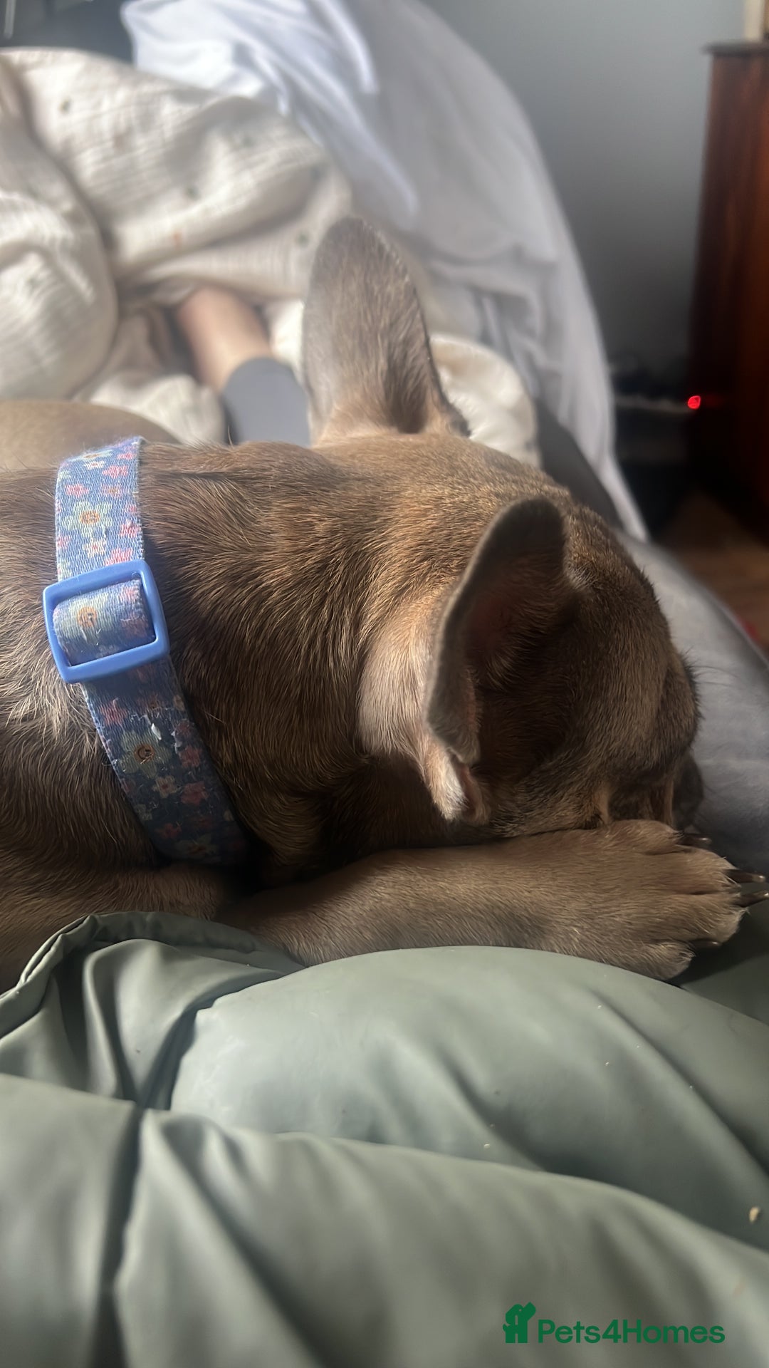 French Bulldog dogs for sale: 1 year old female blue fawn French bulldog  - Advert 2