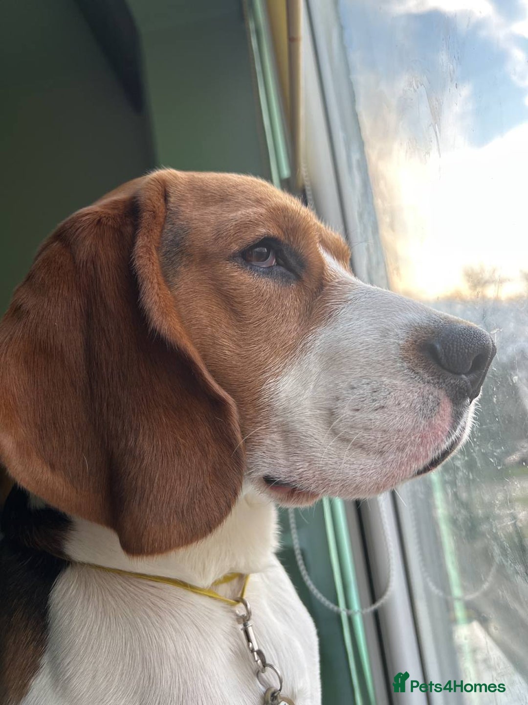 Beagle dogs for stud: Pure beagle for stud  in Warwick - Image 14