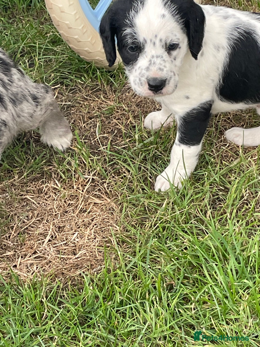 Mixed Breed dogs for sale: Rare Dalmadoodle puppies 🐶 🩷  - Image 13