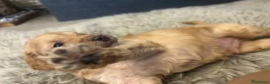 Cockapoo 2