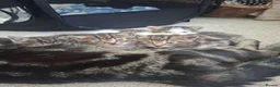 Mixed Breed cats for sale: Gorgeous tabby kittens - Advert 1