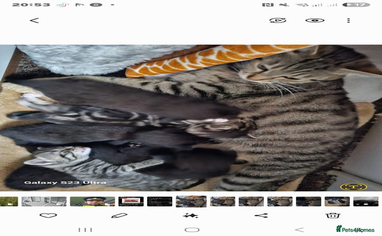 Bengal cats - Advert 9