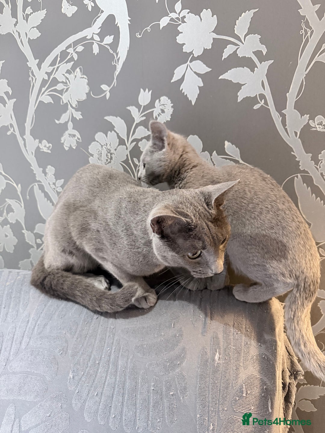 Russian Blue cats for sale:  friendly Russian blue excellent with kids - Advert 9