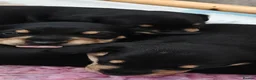 Mixed Breed dogs for sale: Adorable F1 Schnoxie puppies - Advert 15