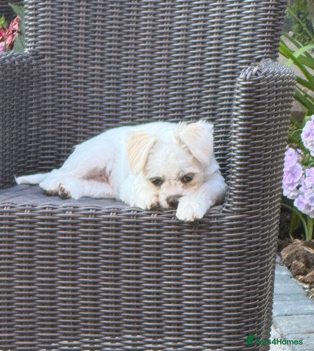 Mixed Breed dogs for sale: Little Diva!  - Image 9
