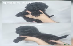 Cockapoo dogs for sale: READY NOWToy f1b cockapoo  - Image 7