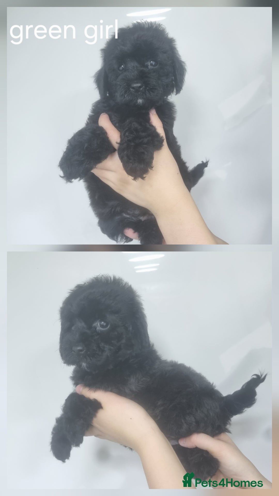 Cockapoo dogs for sale: READY NOWToy f1b cockapoo  - Image 7