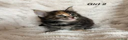 Maine Coon cats for sale: Maine coon kittens ready to reserve  - Advert 13