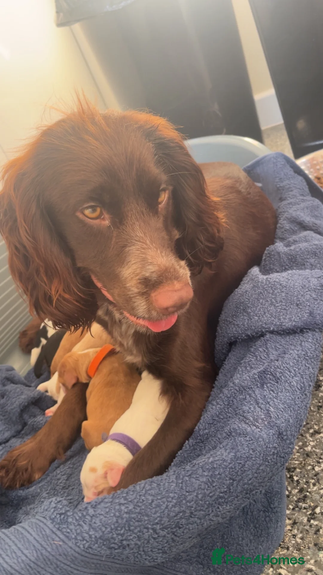 Cocker Spaniel dogs for sale: Full bred cocker spaniel puppies in Cambridge - Advert 14
