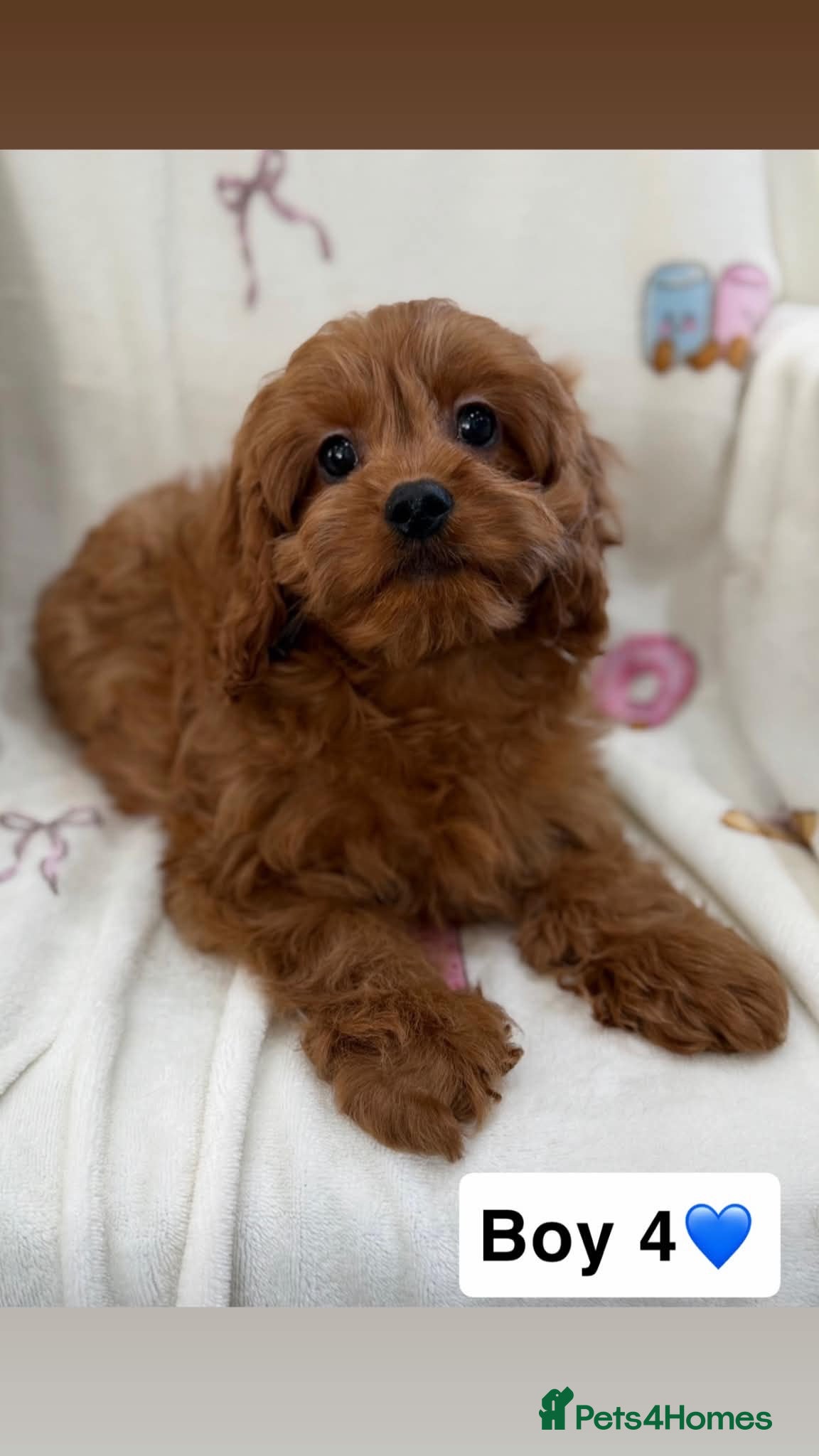 Cavapoo dogs Stunning cavapoo pups - Advert 1