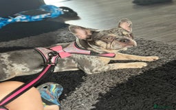 French Bulldog dogs for sale: 🌸Tri Merle Girl French Bulldog🩷 - Image 1