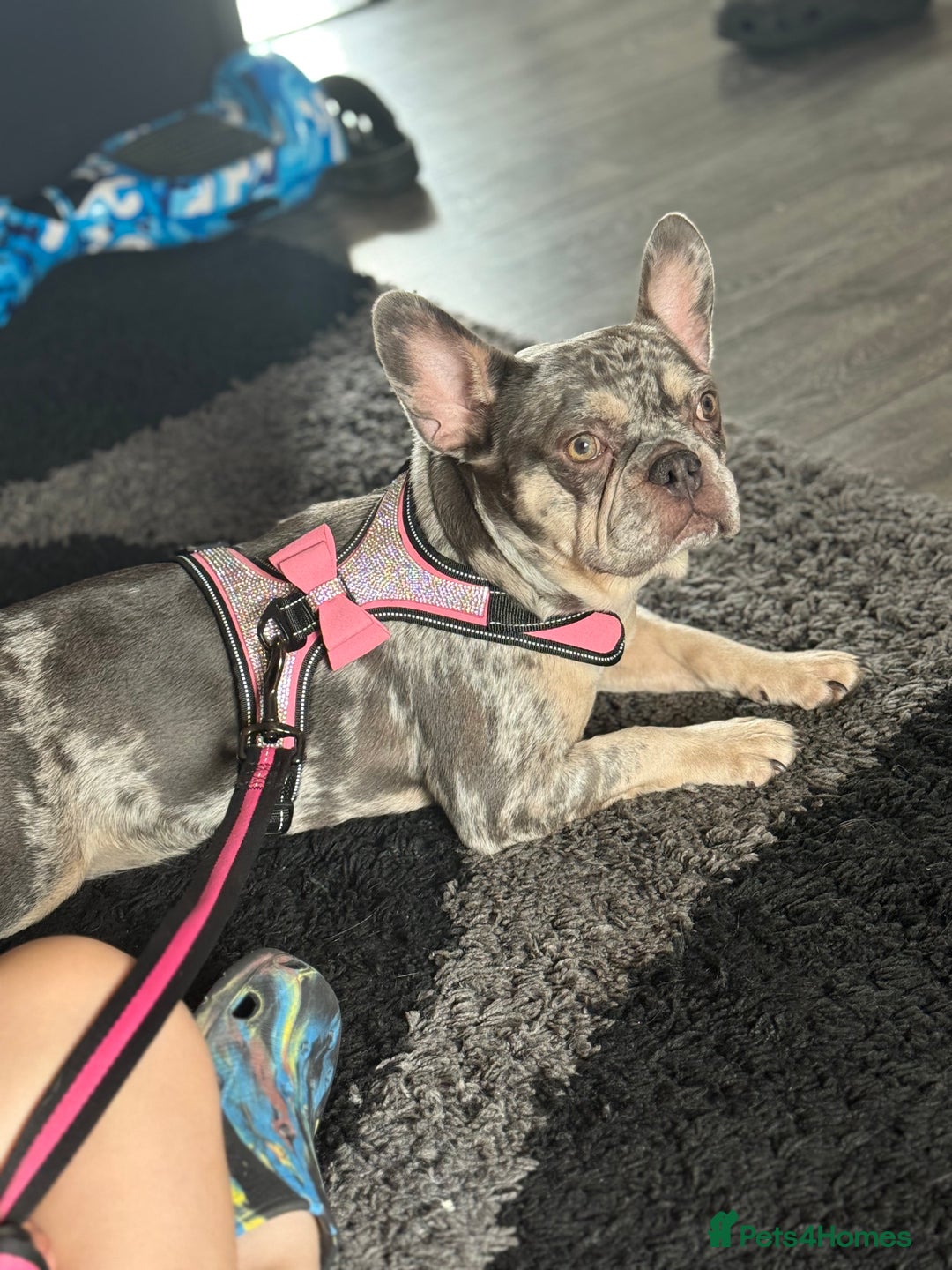 French Bulldog dogs for sale: 🌸Tri Merle Girl French Bulldog🩷 - Image 1