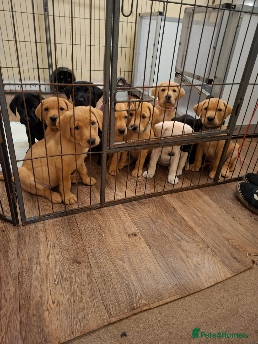 Labrador Retriever dogs for sale: Labrador Retriever litter - Advert 20