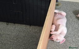 American Bulldog dogs for sale: American bulldog pups - Image 3