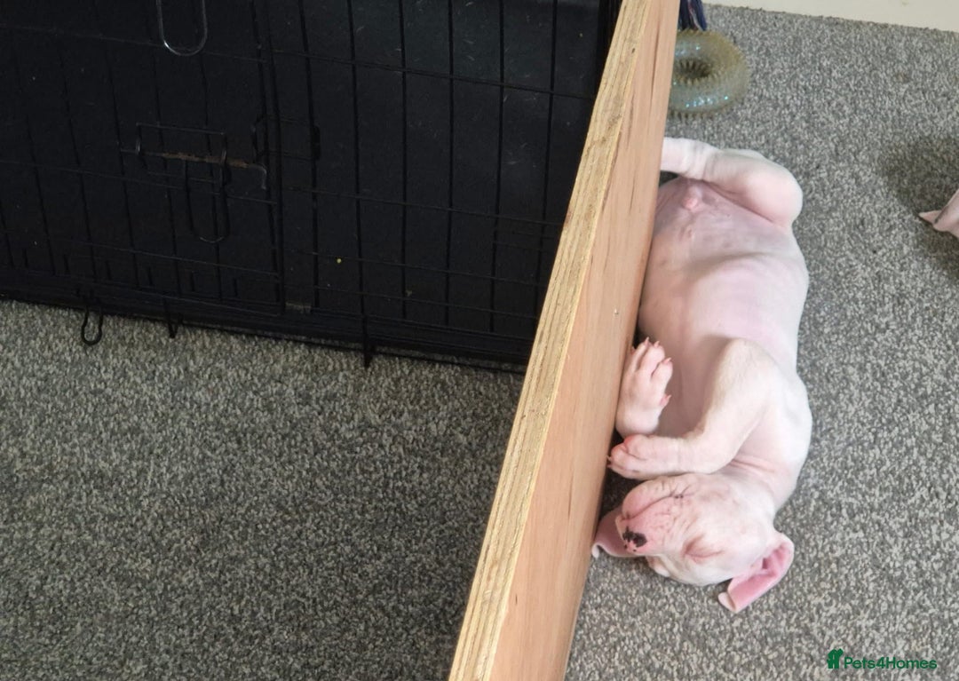 American Bulldog dogs for sale: American bulldog pups - Image 3