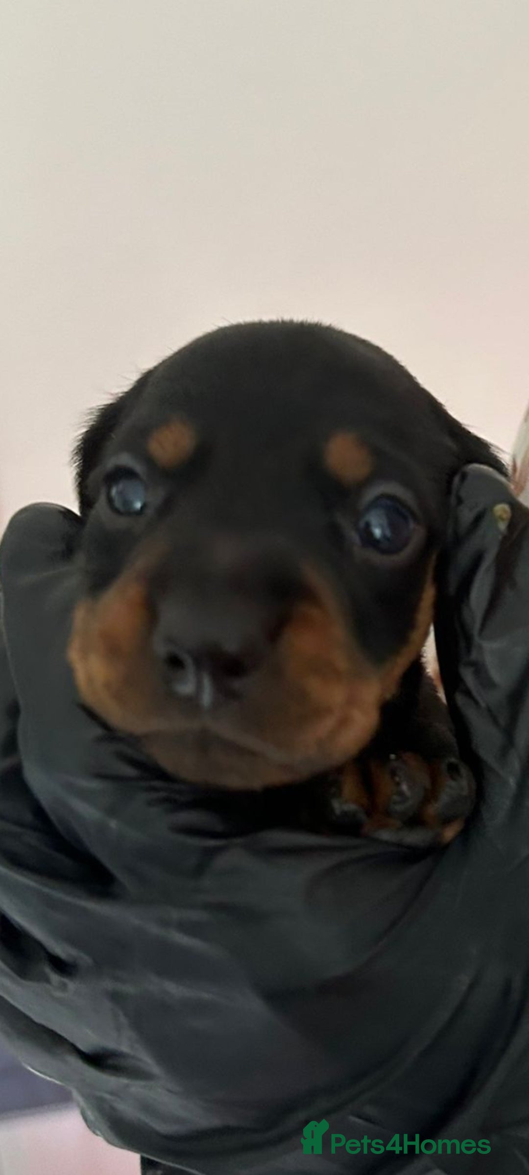 Dachshund dogs for sale: Dachshund puppies  - Advert 4