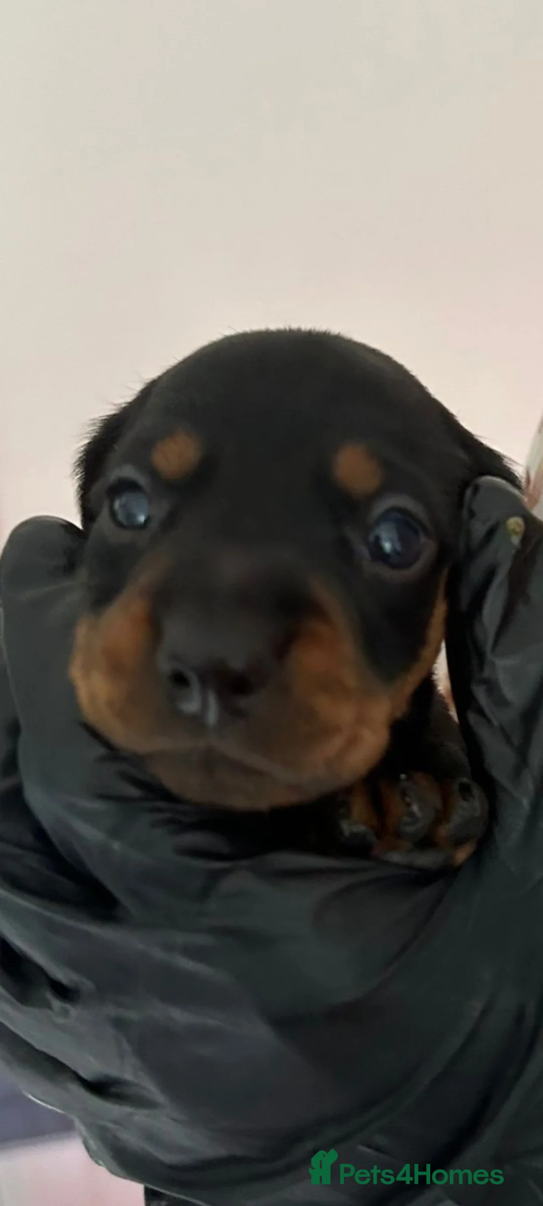 Dachshund dogs for sale: Dachshund puppies  - Advert 4