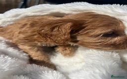 Cavapoo dogs for sale: ⭐️ Black & Tan Female Toy Cavapoo ⭐️ - Image 16