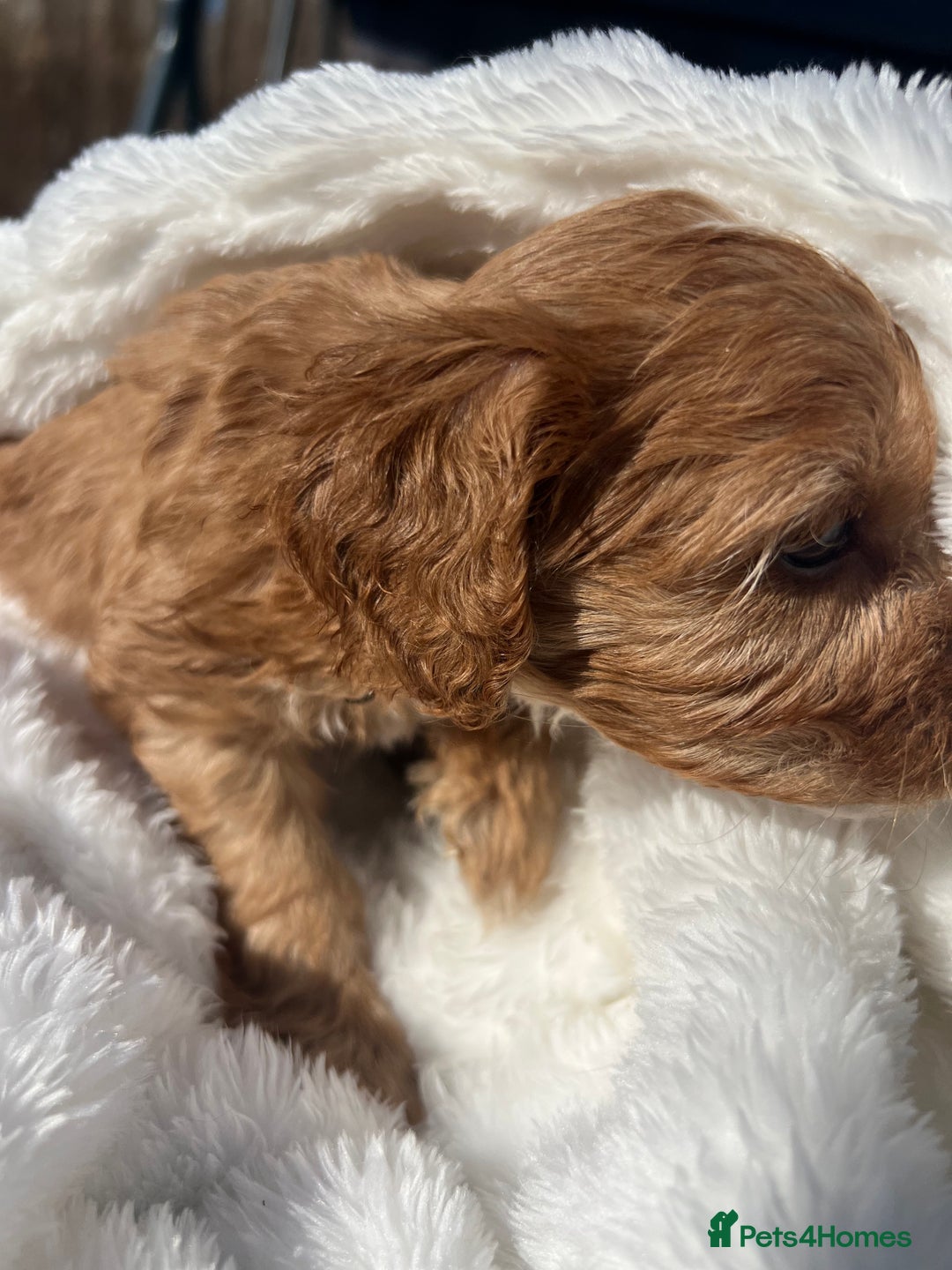 Cavapoo dogs for sale: ⭐️ Black & Tan Female Toy Cavapoo ⭐️ - Image 16