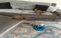 British Shorthair cats for stud: Chocolate British shorthair GCCF Active in London - Image 11