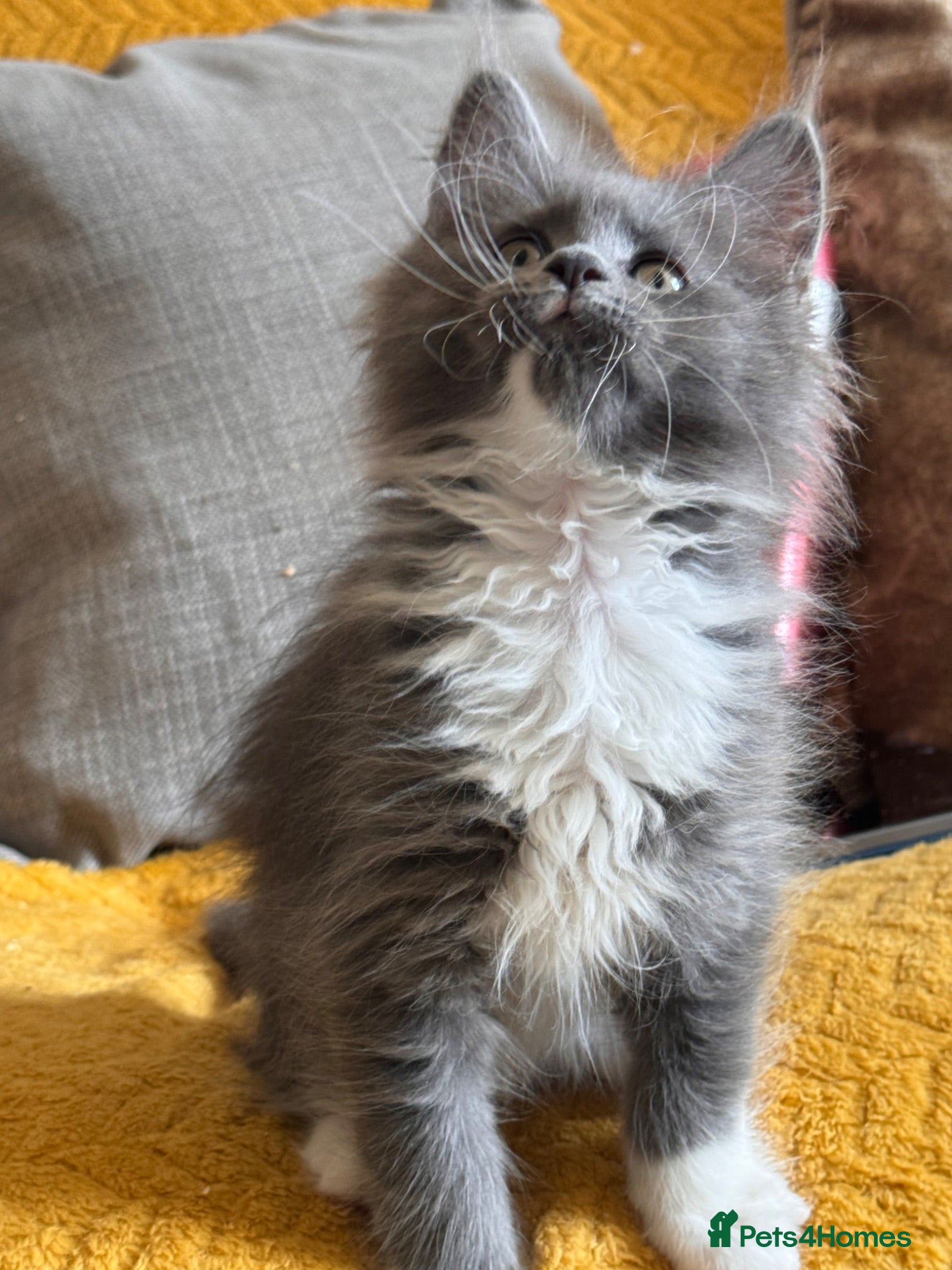 Maine Coon cats Exceptional TICA Pedigree Maine Coon (active) - Advert 1