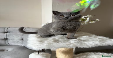 British Shorthair cats - Advert 14