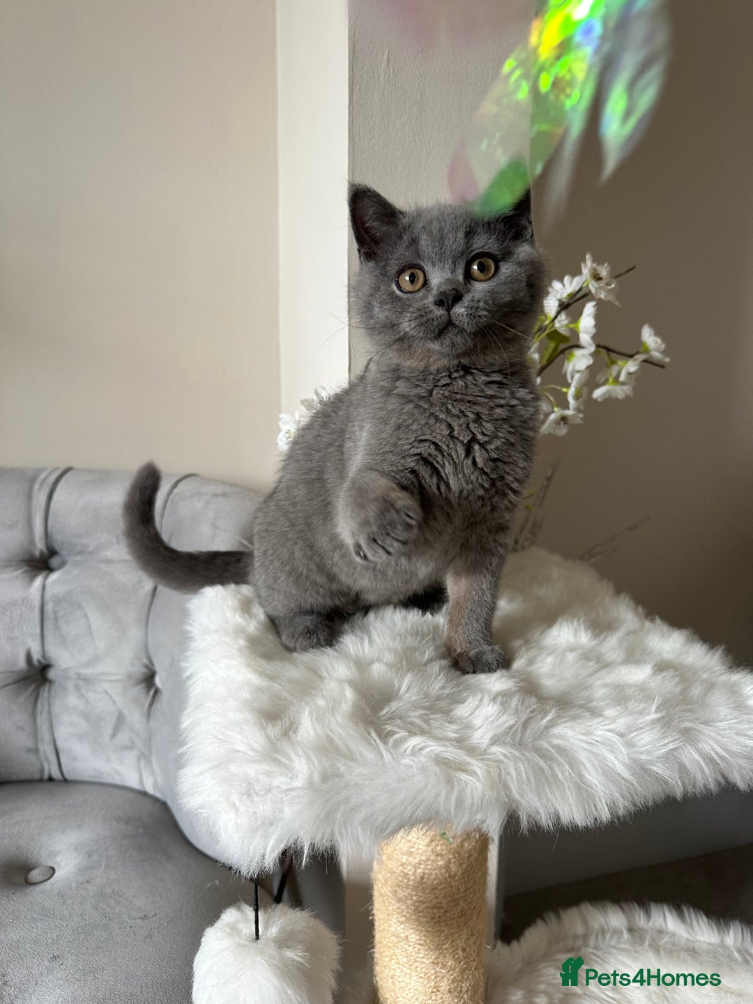 British Shorthair cats for sale: Blue British Shorthair registered Full Pedigree  - Image 4