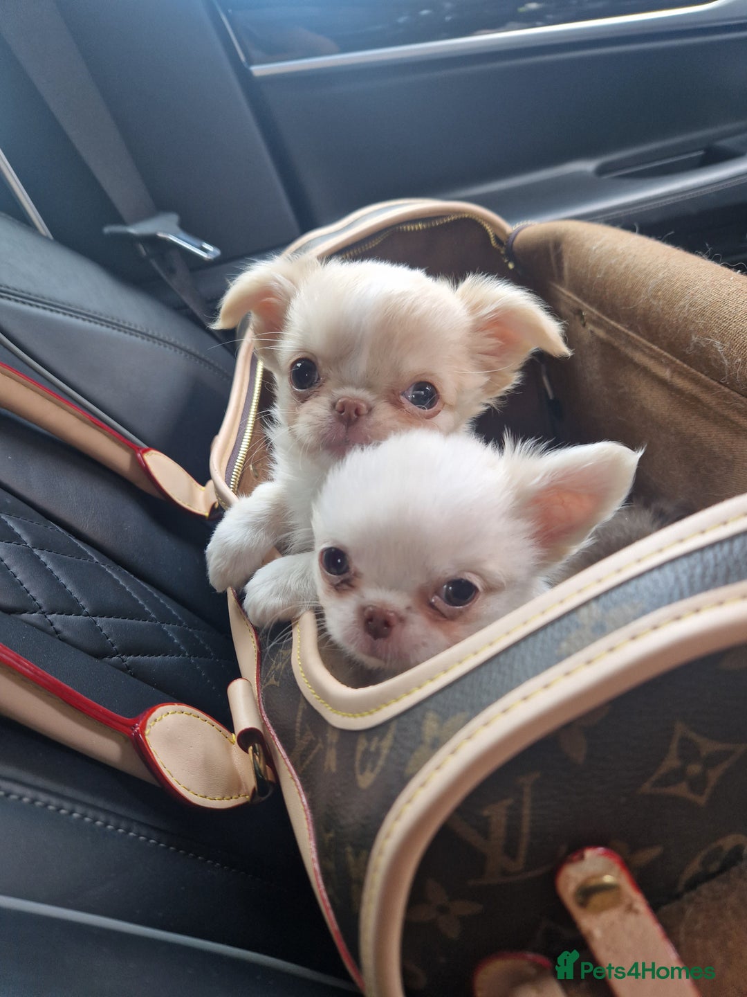 Chihuahua dogs for sale: Kc registered long coat Quality chihuahua - Image 14