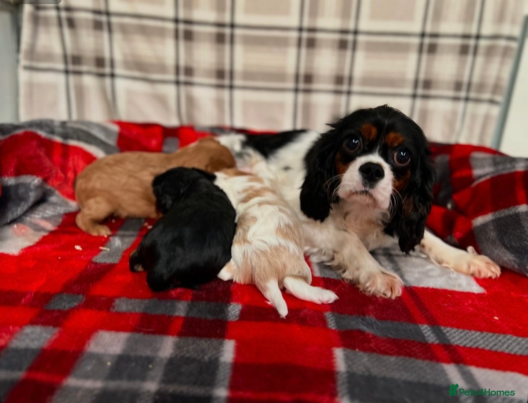 Cavalier King Charles Spaniel dogs for sale: STUNNING CAVALIER KING CHARLES PUPPIES  - Advert 11