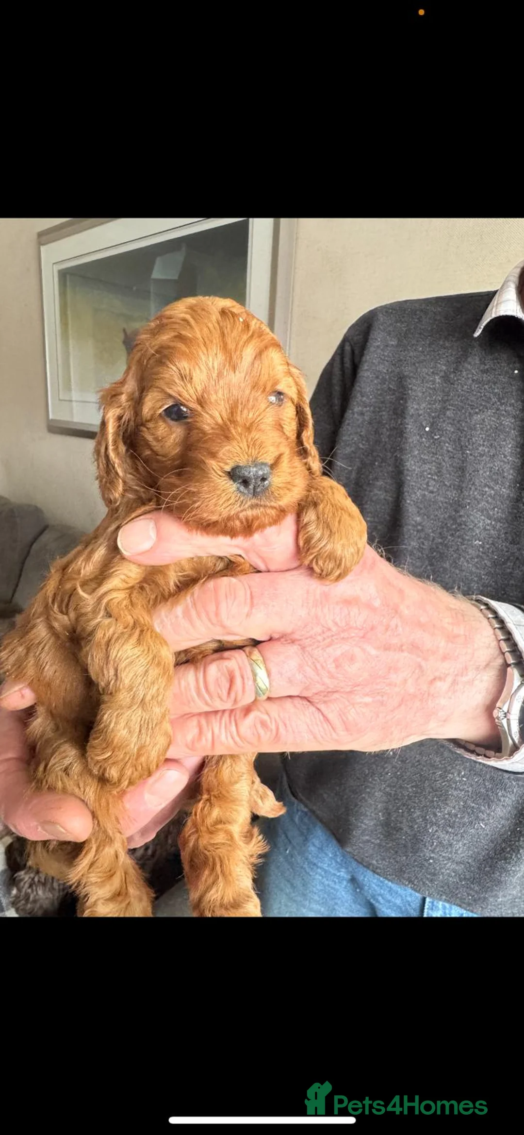 Toy Poodle dogs for stud: KC RED TOY POODLE STUD - Advert 2