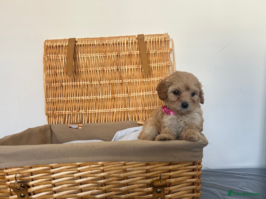Cavapoo dogs for sale: Stunning, F1 Cavapoo fully health tested parents  - Image 9
