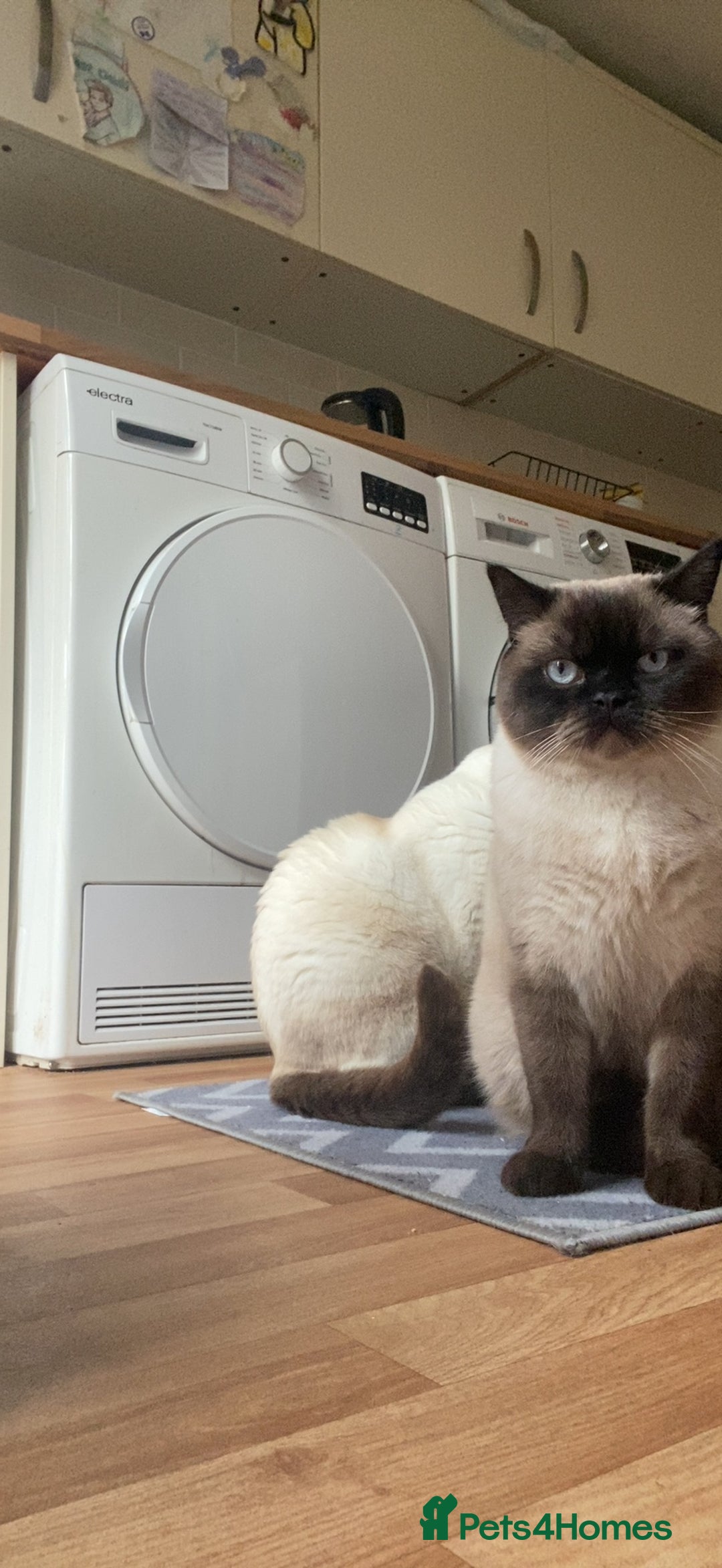 British Shorthair cats for sale: Seal Colourpoint British Shorthairs Duke&Darcey - Advert 3