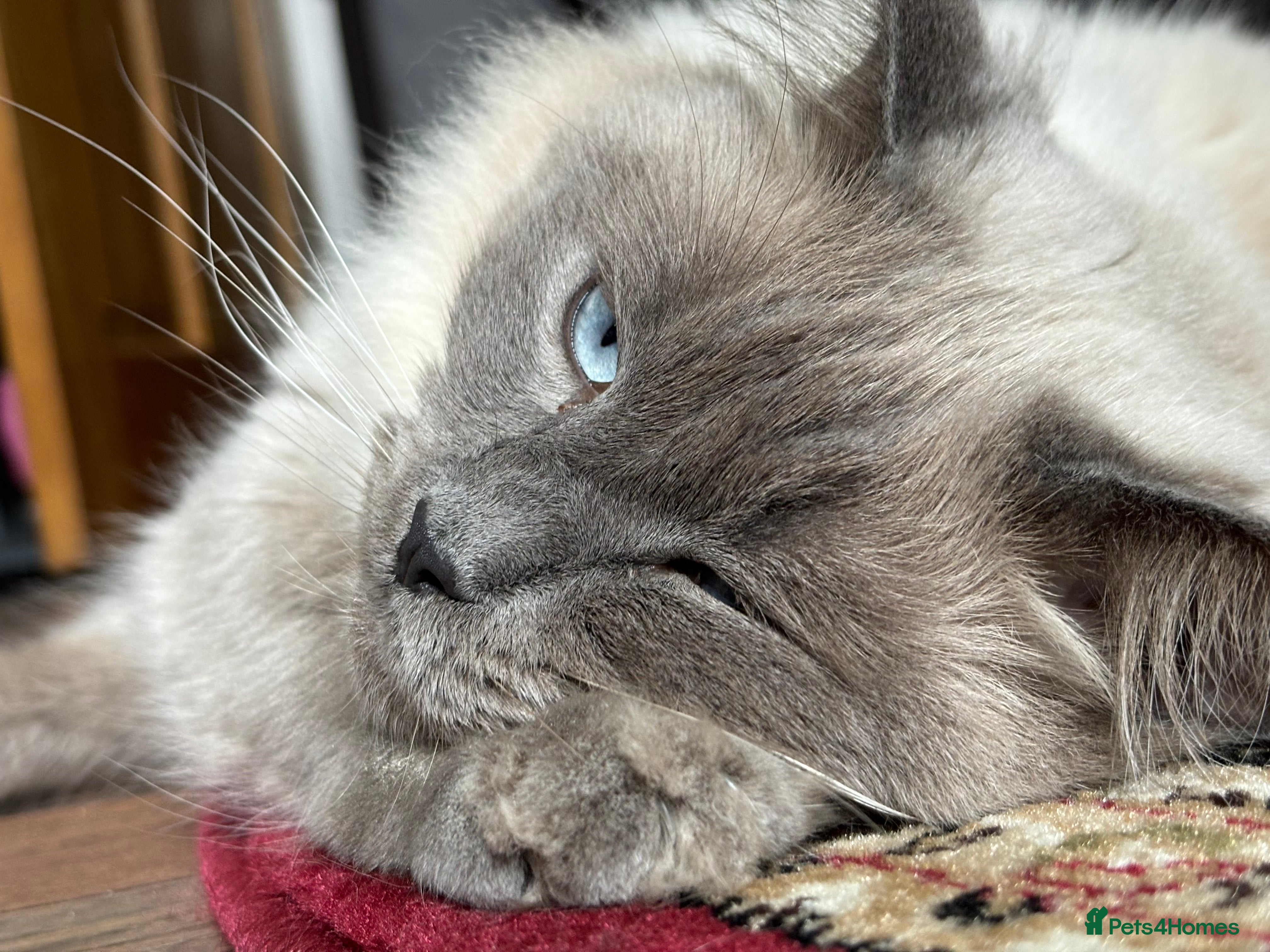 Ragdoll cats Ragdoll  in Sheffield - Advert 1