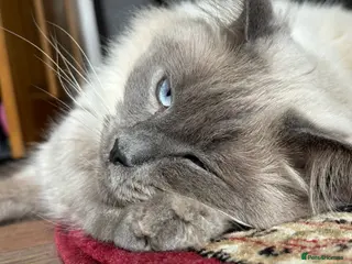 Ragdoll cats Ragdoll in Sheffield - Advert 1